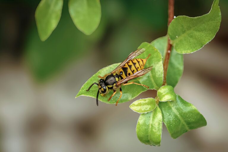 A bee sits on a leaf.