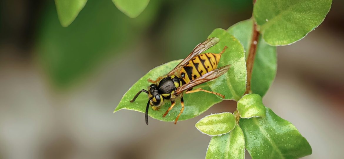 A bee sits on a leaf.