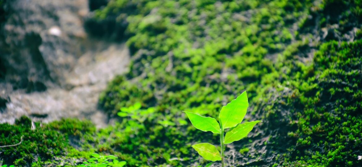New leafy growth emerges from a forest floor.
